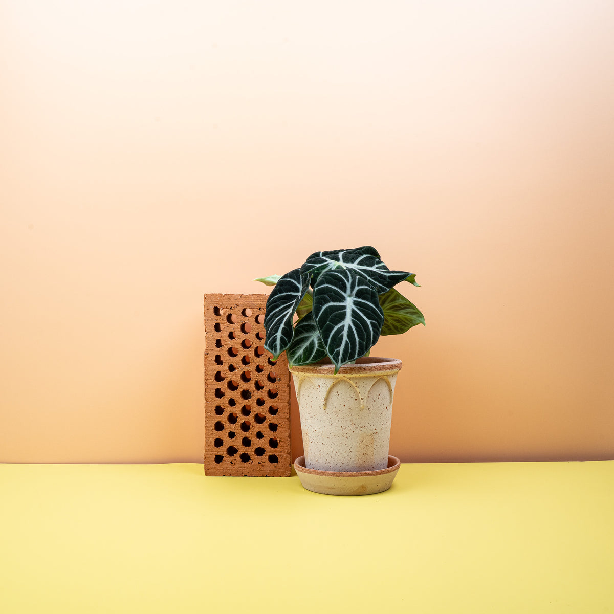 Alocasia Ninja, Gesamtwuchs der Pflanze
