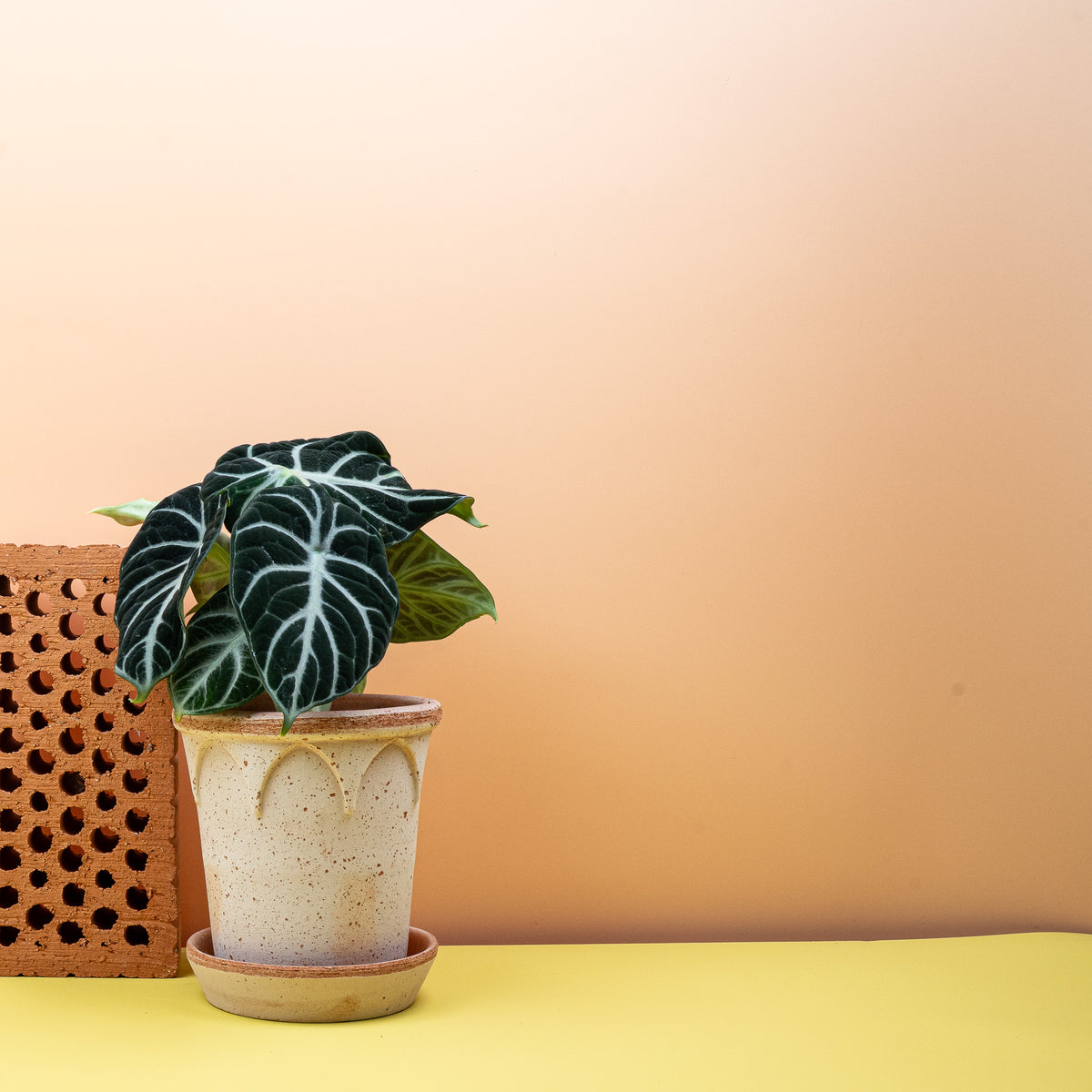 Alocasia Ninja, junges Blatt im Wachstum