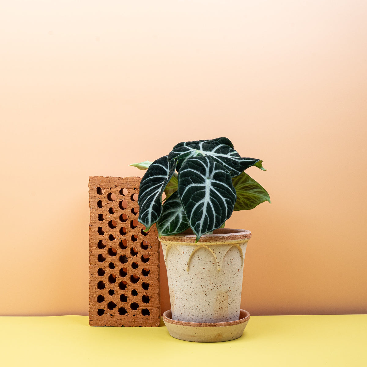 Alocasia Ninja – kompakte Zimmerpflanze im Kulturtopf