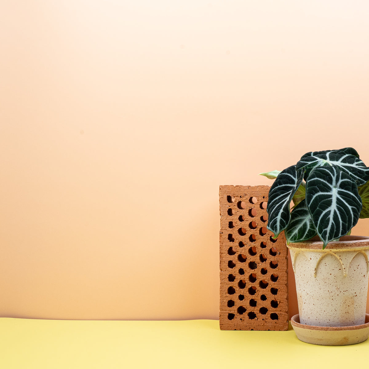 Alocasia Ninja, aufrechter Wuchs mit dunklem Laub