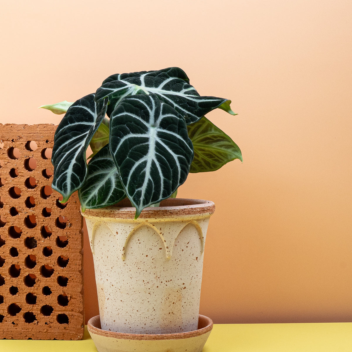 Alocasia Ninja – samtige Blattfläche mit hellem Adernetz