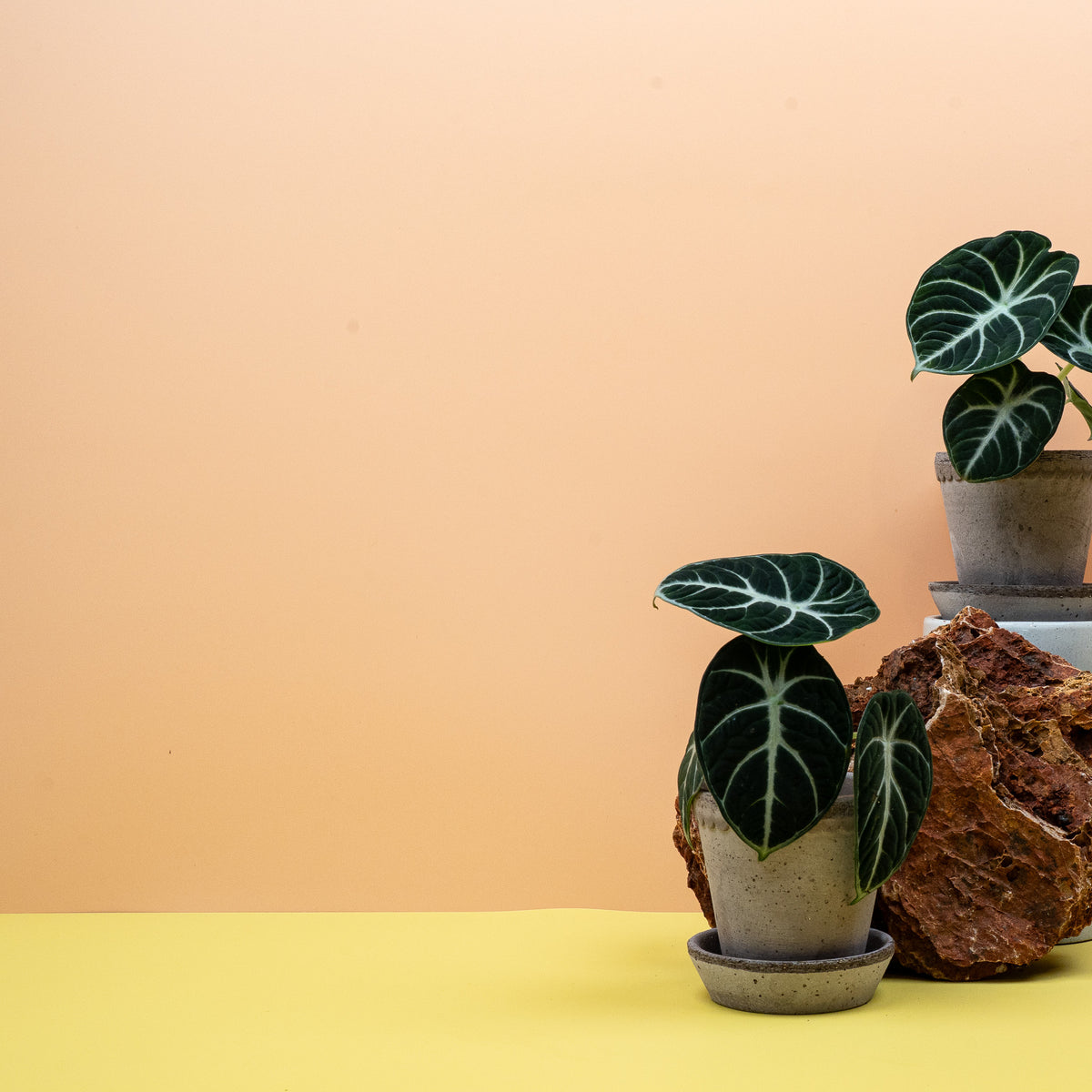 Alocasia Ninja – pfeilförmiges Blatt mit hellen Adern
