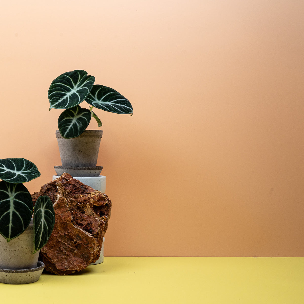 Alocasia Ninja, mehrere Blätter an aufrechten Stielen