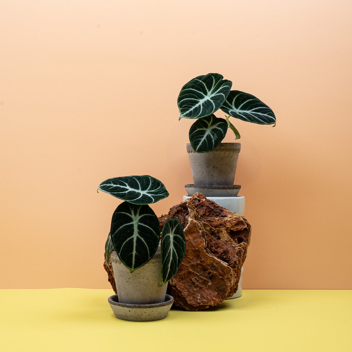 Alocasia Ninja – matte, samtige Blattoberfläche