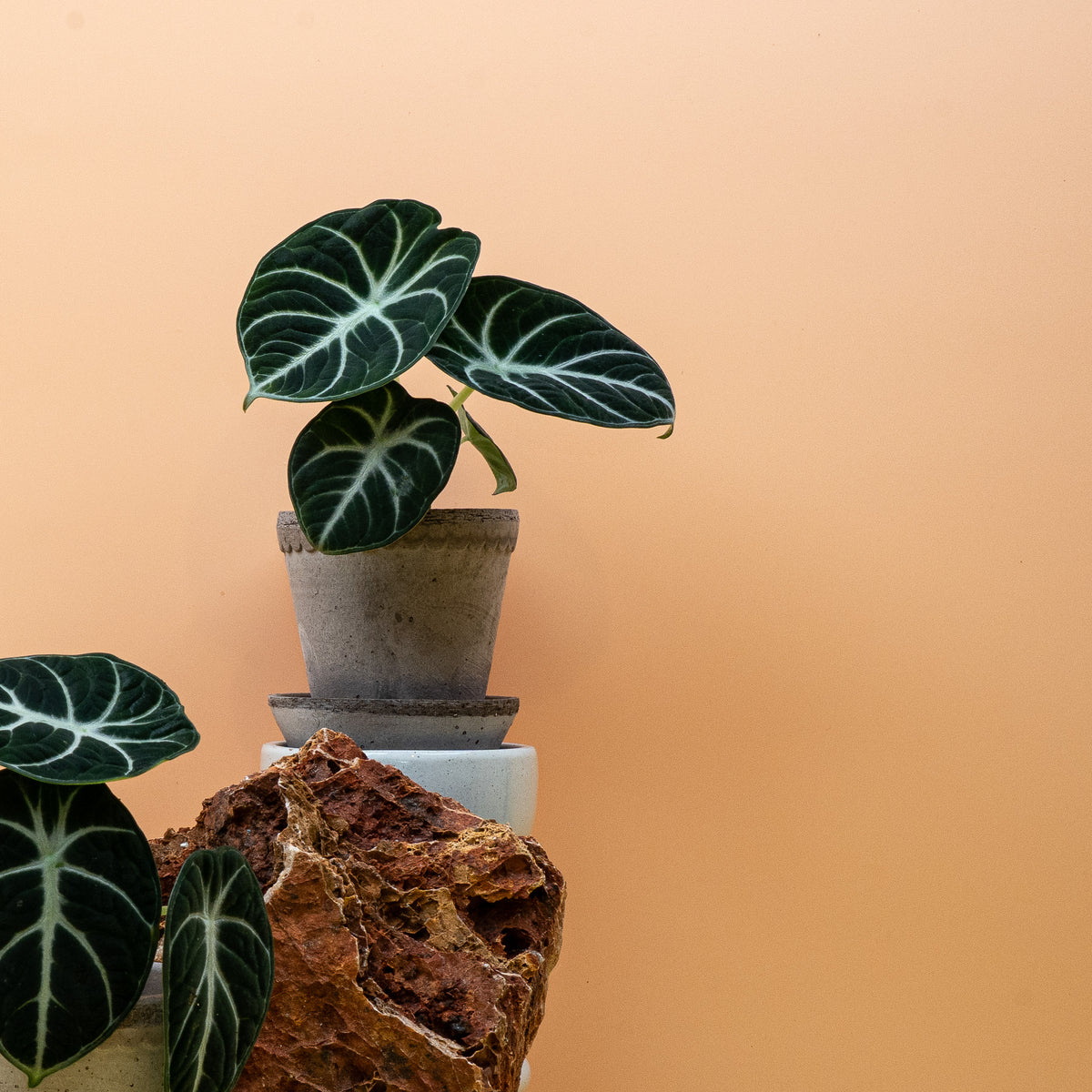 Alocasia Ninja als dunkelblättrige Zimmerpflanze – potflourri