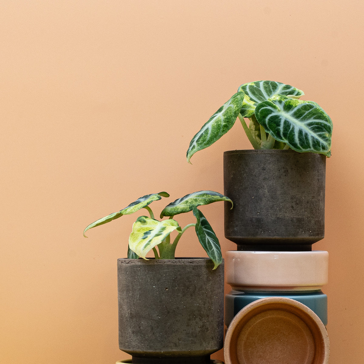 Alocasia Ninja Variegata, Gesamtansicht der Pflanze
