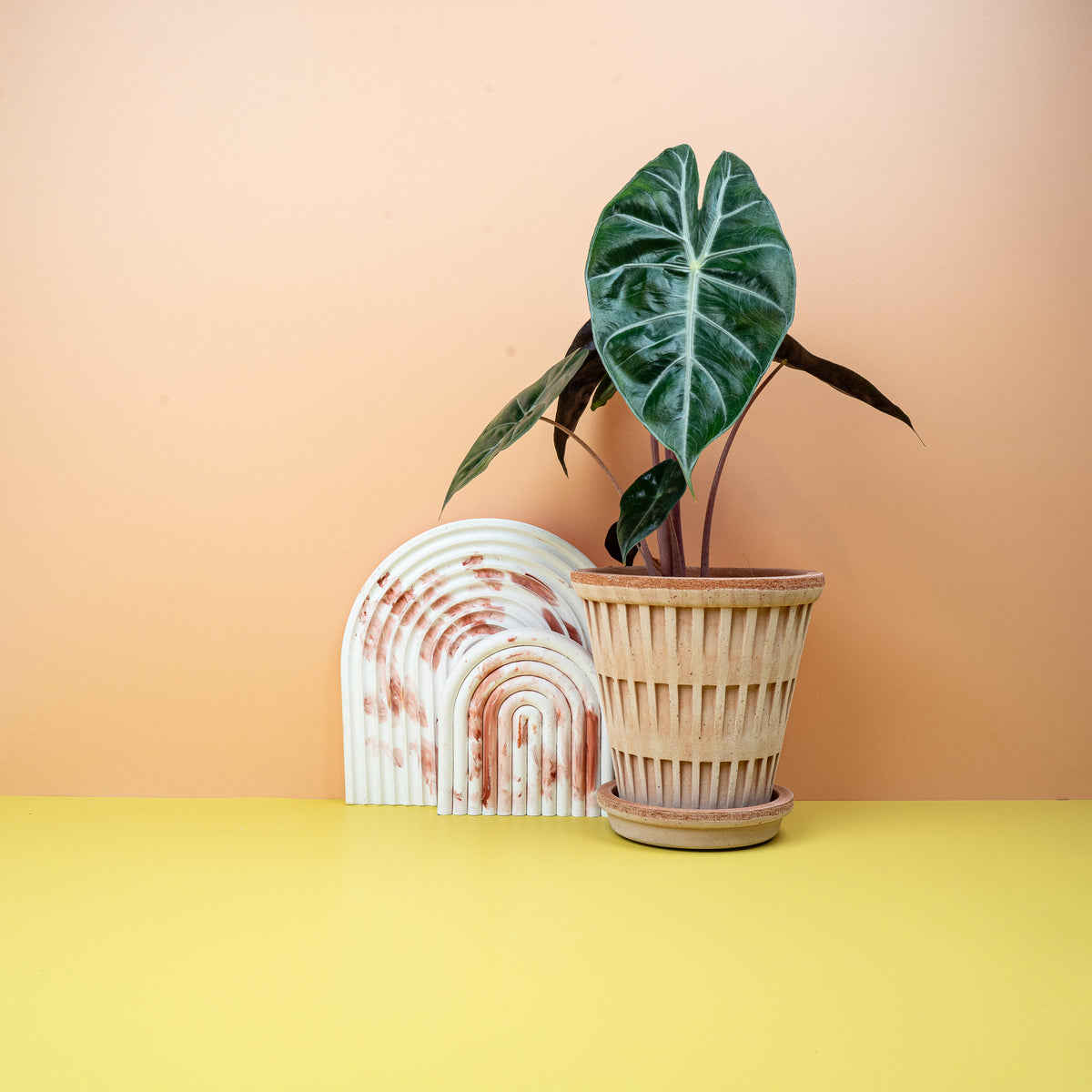 Alocasia Pink Dragon – Zimmerpflanze mit rosafarbenen Stielen – potflourri