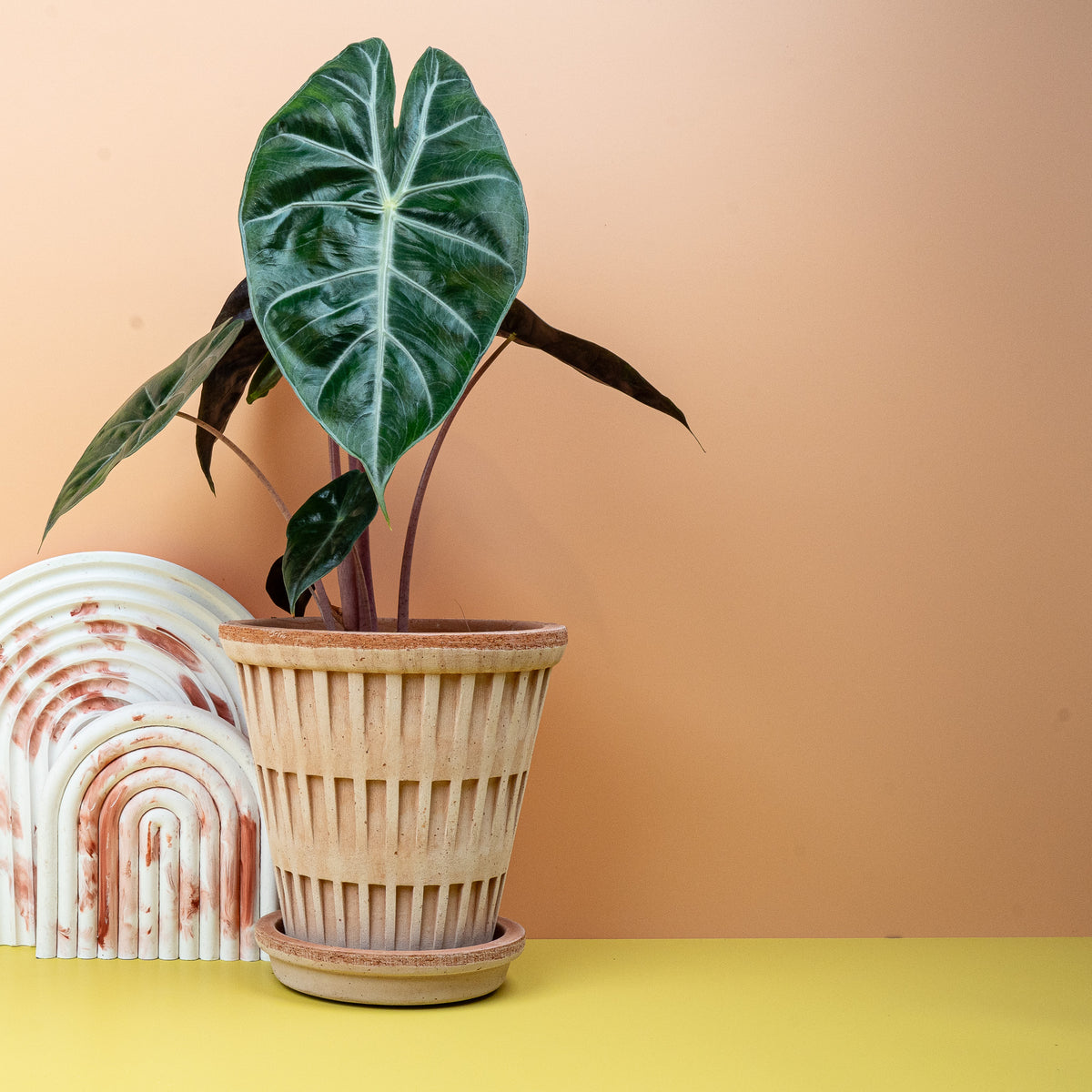 Alocasia Pink Dragon mit dunkelgrünen, glänzenden Blättern