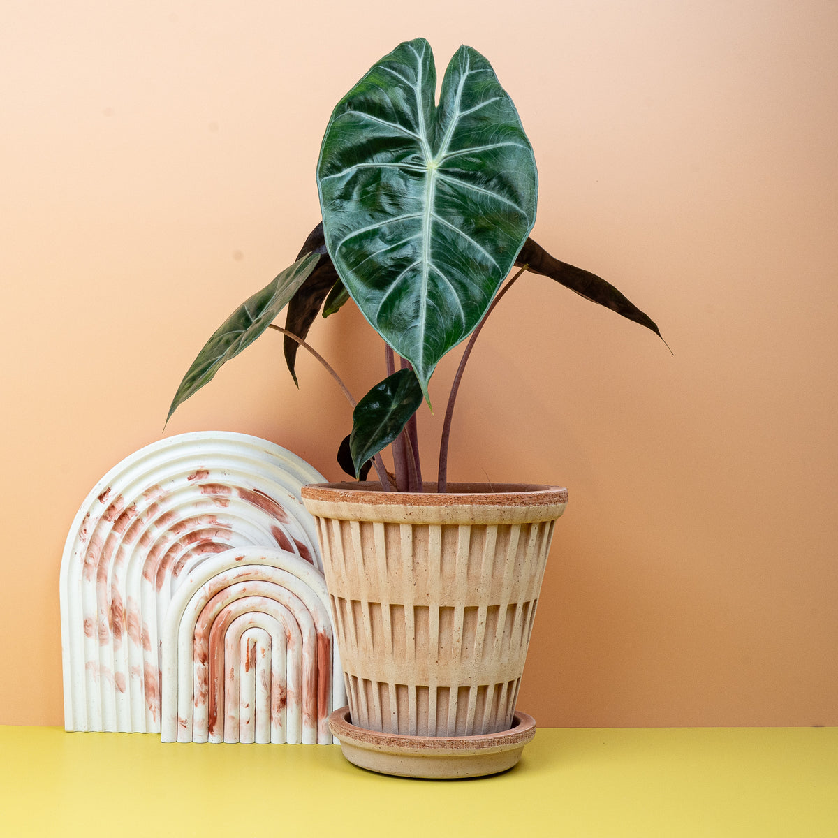 Alocasia Pink Dragon – markante Blattadern