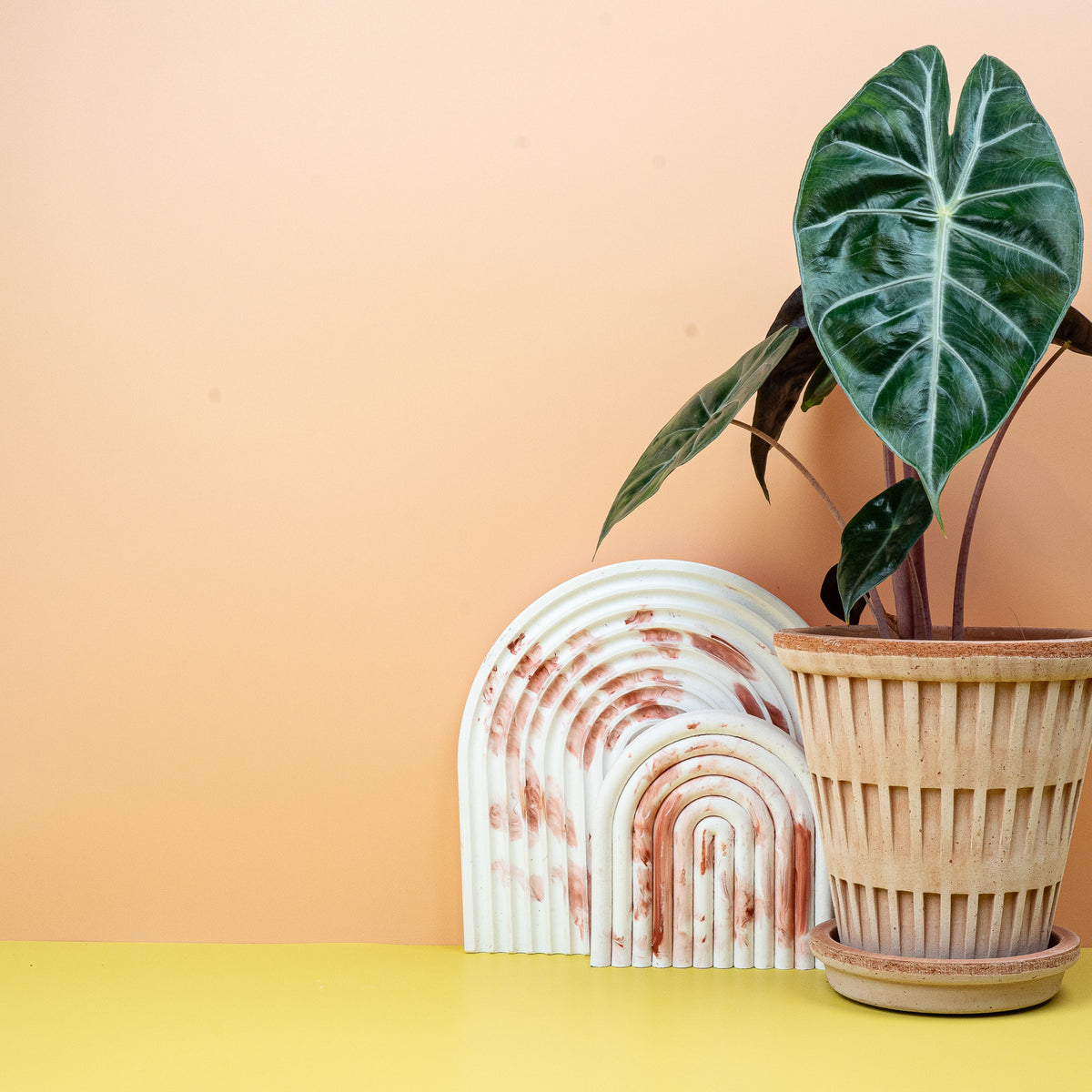 Alocasia Pink Dragon, aufrechte Wuchsform