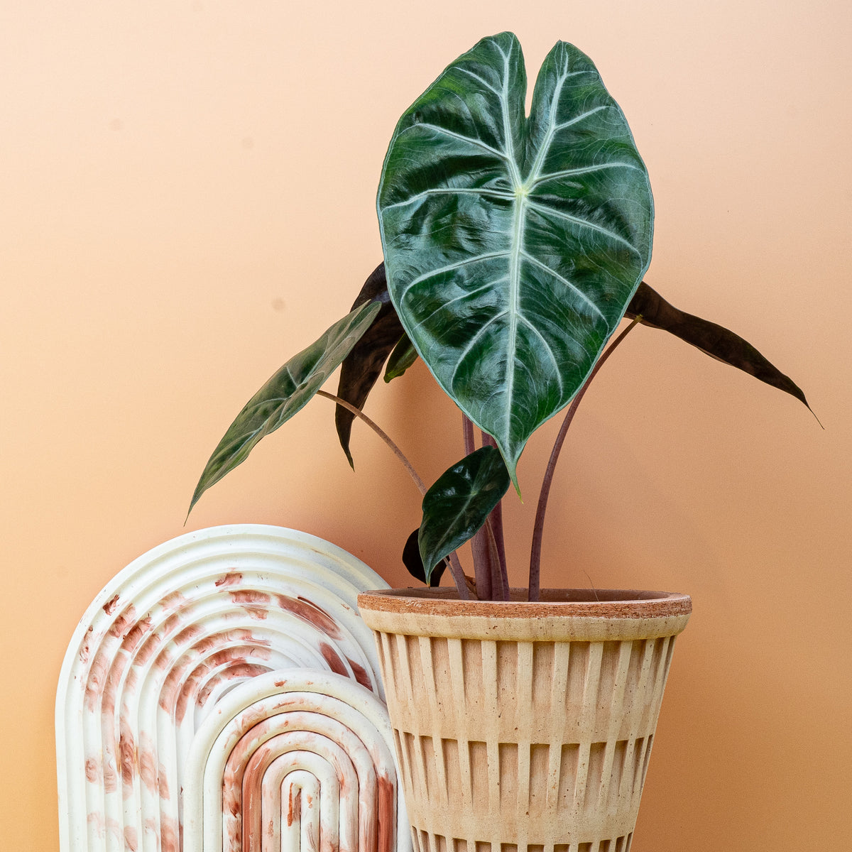 Alocasia Pink Dragon – tropische Eleganz