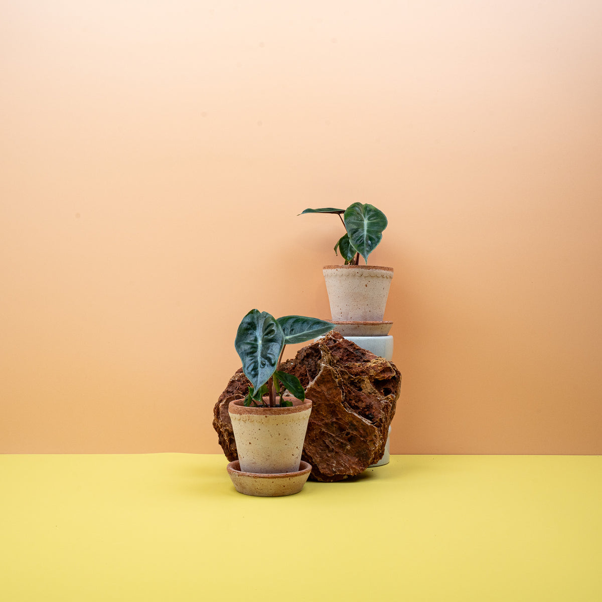 Alocasia Pink Dragon mit rosa Stielen und dunklem Blattwerk