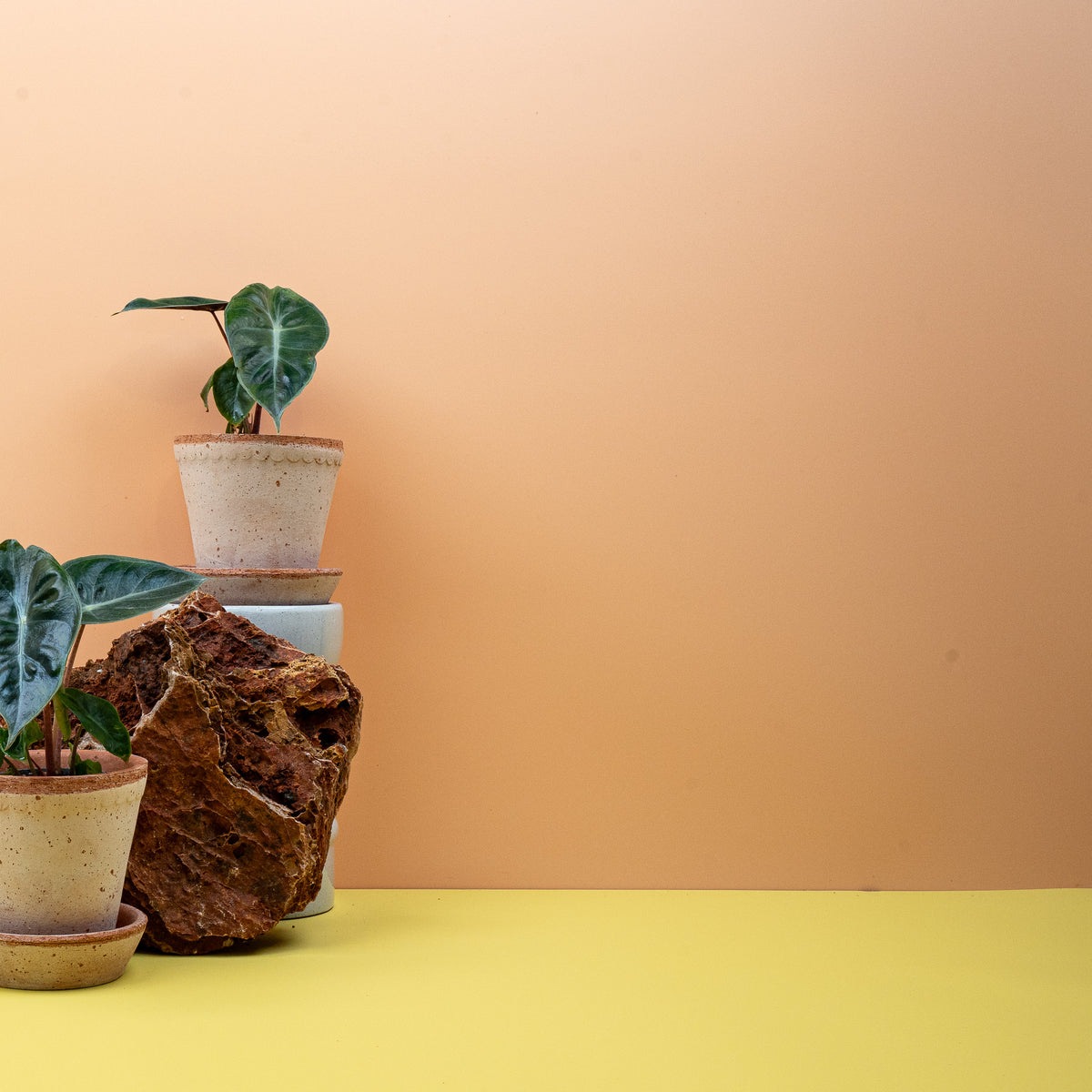 Alocasia Pink Dragon – glänzende, dunkelgrüne Blattfläche