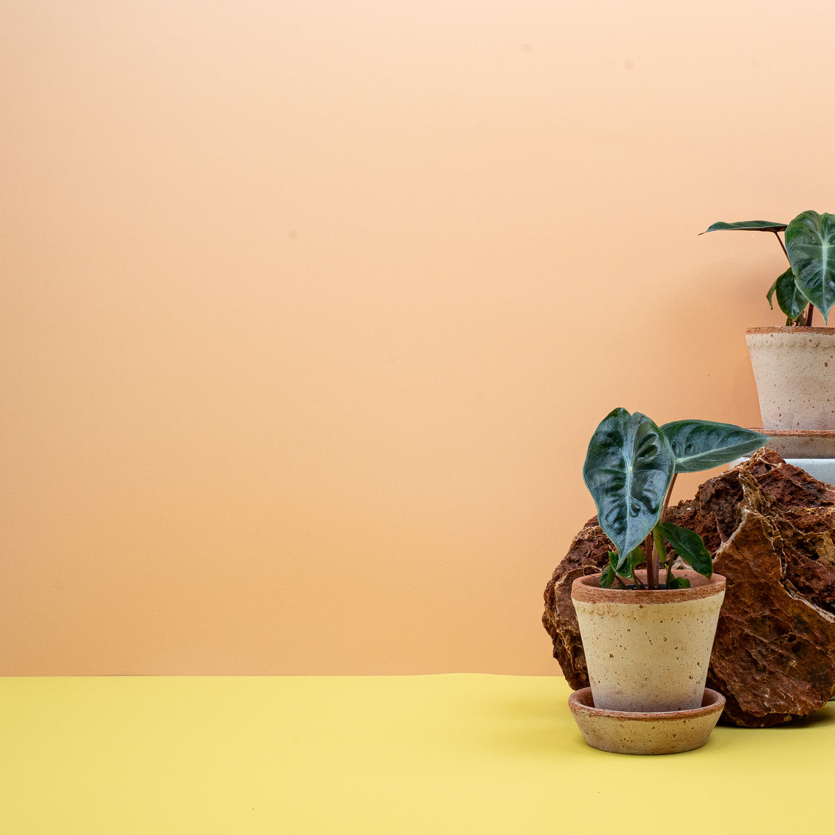 Alocasia Pink Dragon als Zimmerpflanze im Kulturtopf