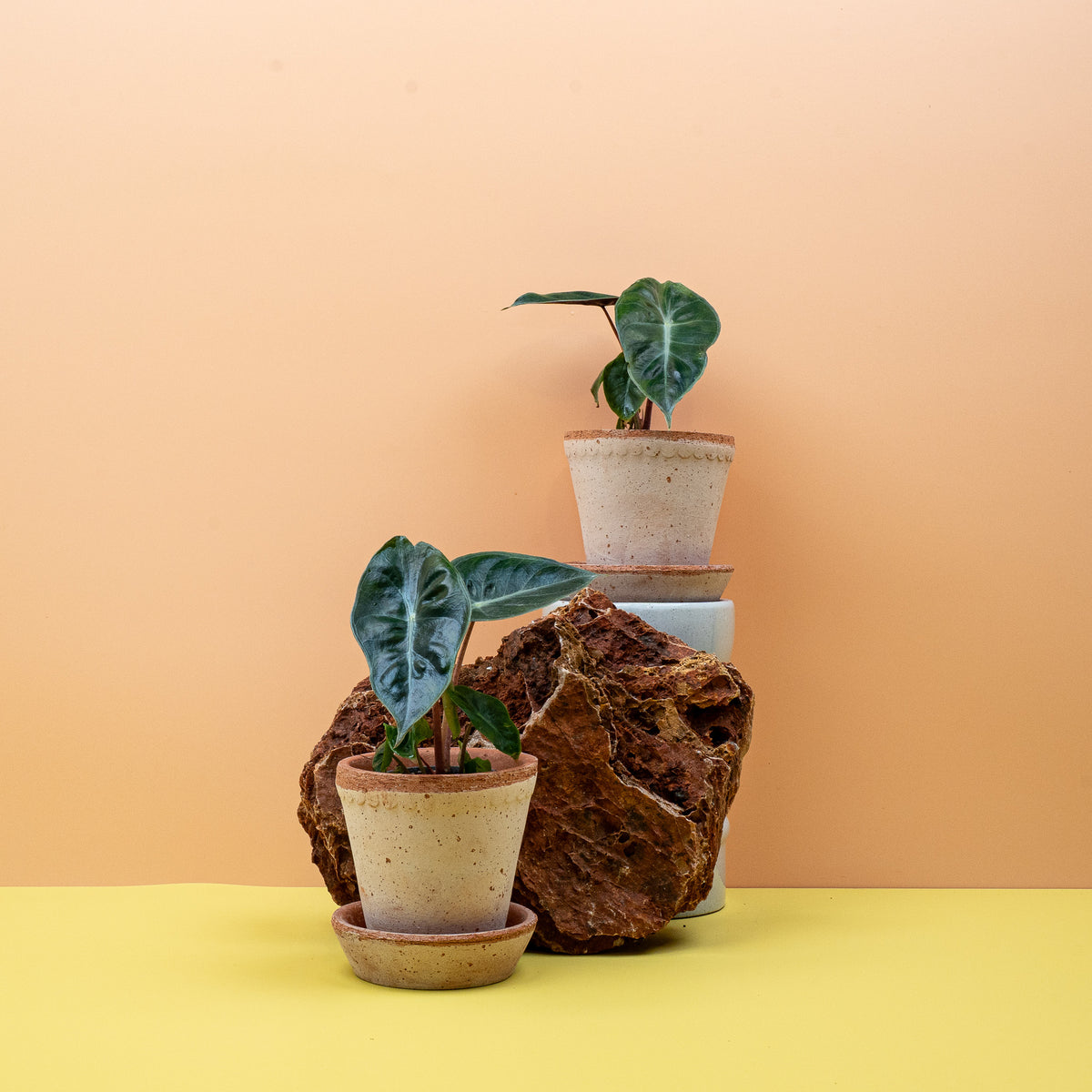 Alocasia Pink Dragon – aufrechter Wuchs mit pinken Stielen