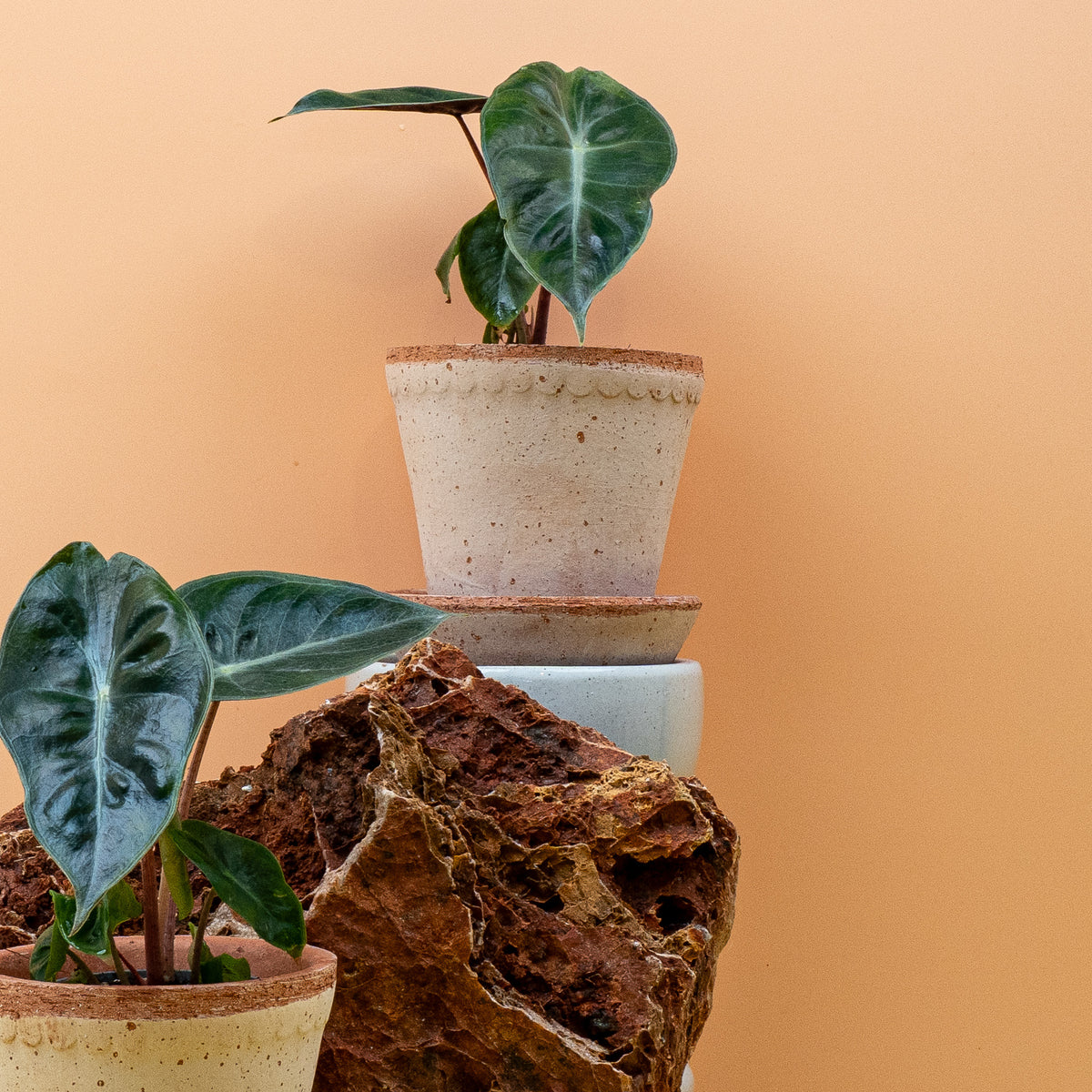 Alocasia Pink Dragon, tropische Zimmerpflanze – potflourri
