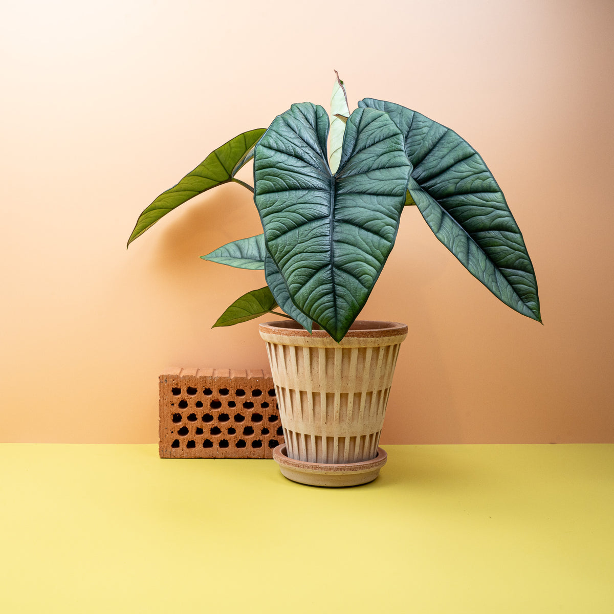Alocasia Platinum, feine Blattstruktur