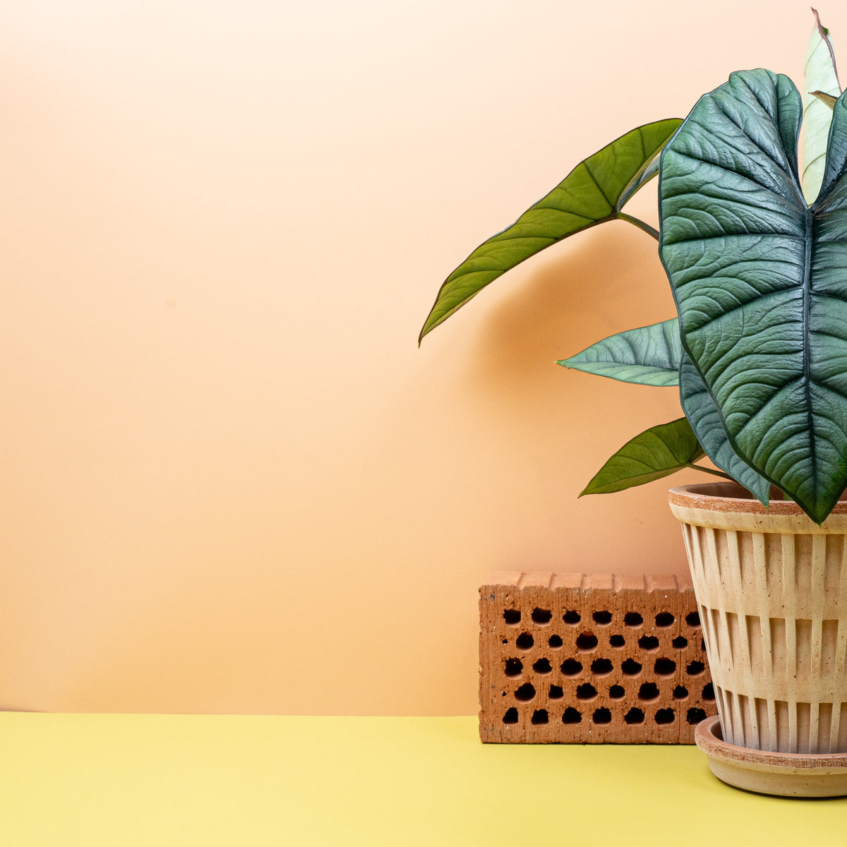 Alocasia Platinum – markante Blattadern