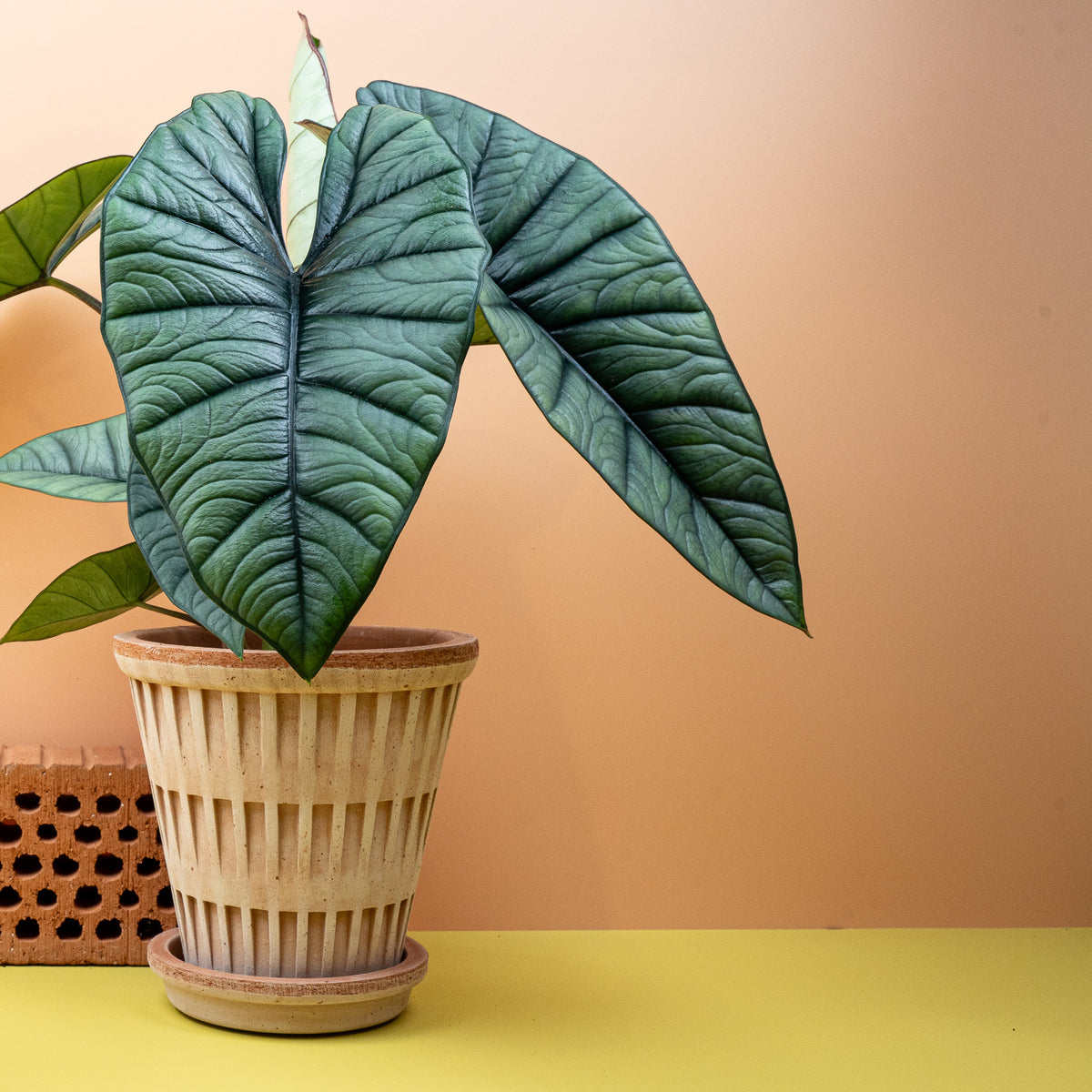 Alocasia Platinum, kompakter Wuchs