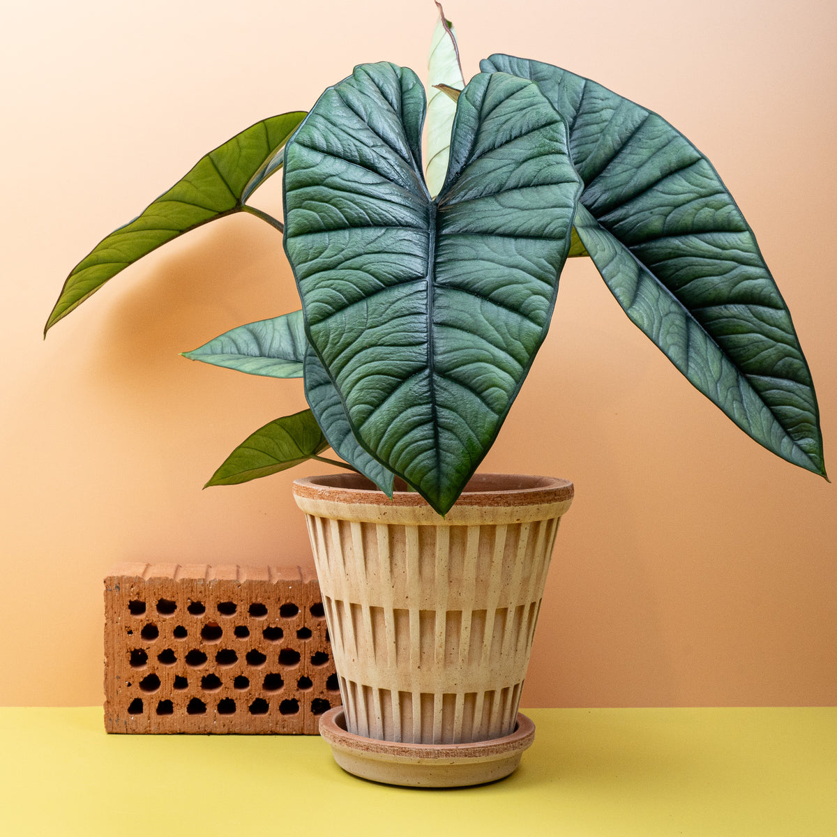 Alocasia Platinum – Zimmerpflanze mit silbrig-metallischer Optik – potflourri