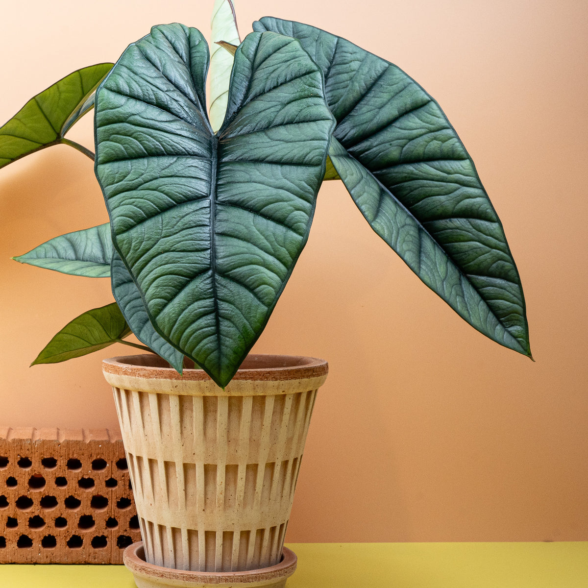 Alocasia Platinum – silbrig-metallisches Blatt mit dunklem Adernetz
