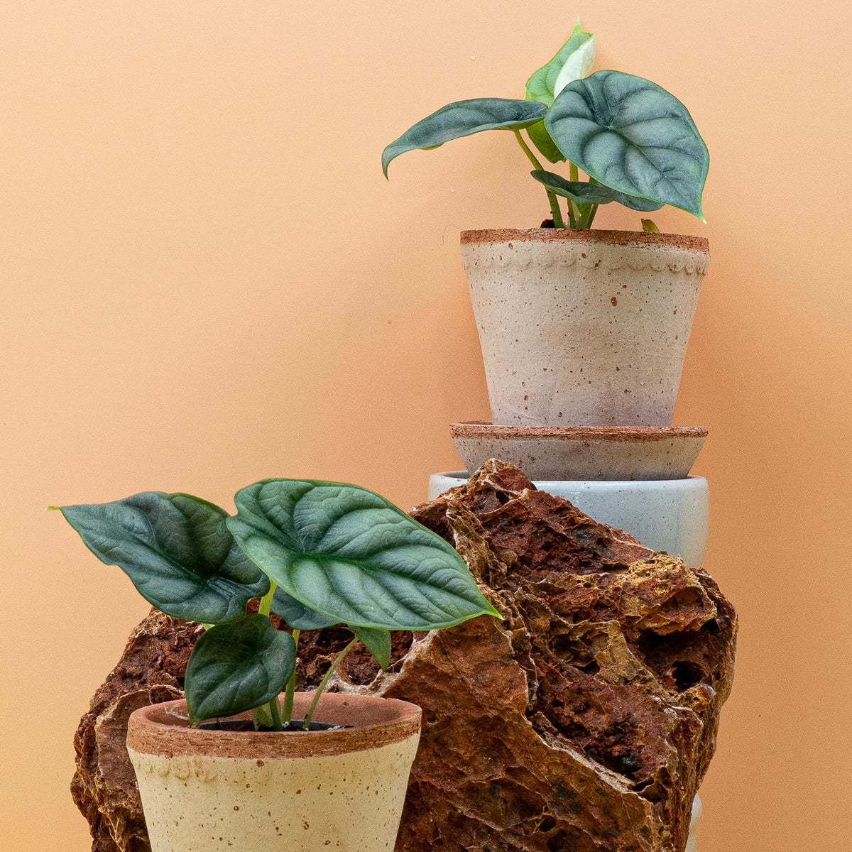 Alocasia Silver Dragon – mehrere Blätter im Gesamtwuchs
