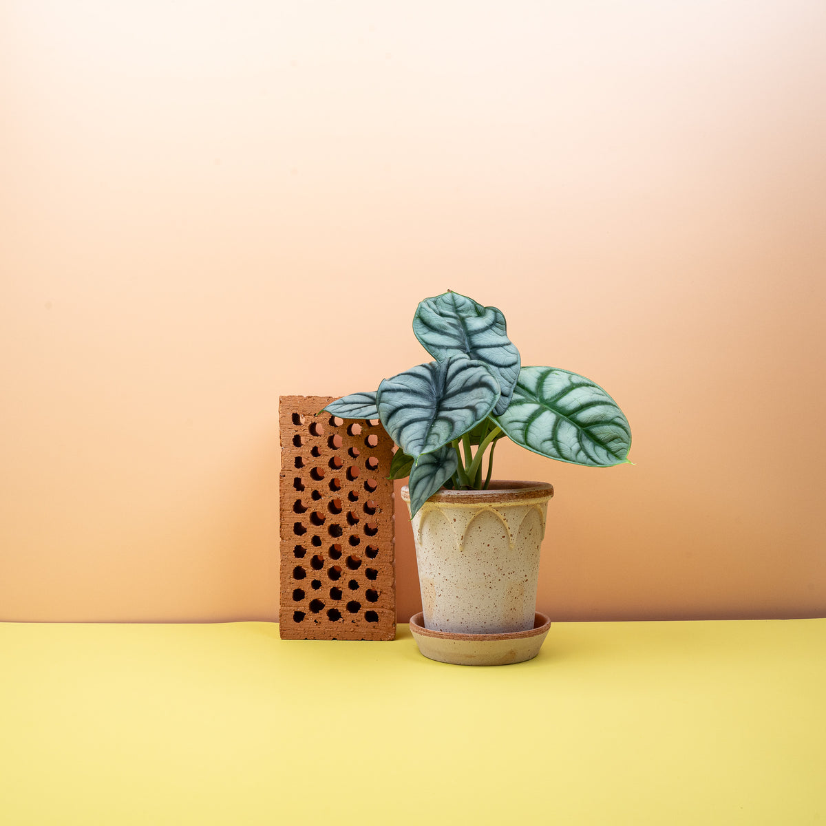 Alocasia Silver Dragon – dunkles Adernetz auf silbrigem Grund