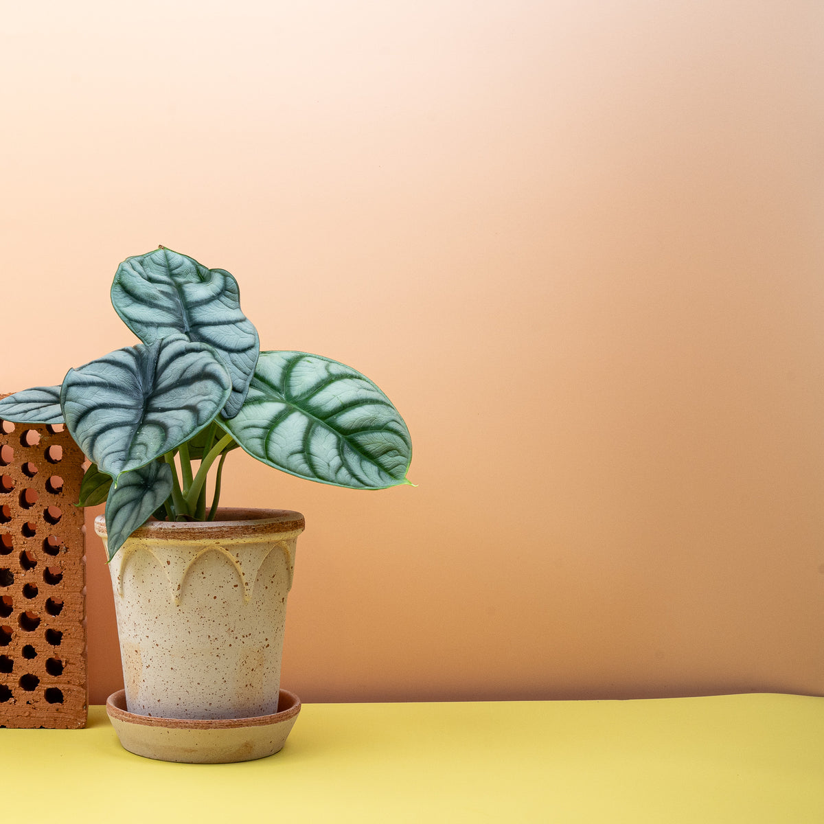 Alocasia Silver Dragon – kompakte Jungpflanze im Kulturtopf