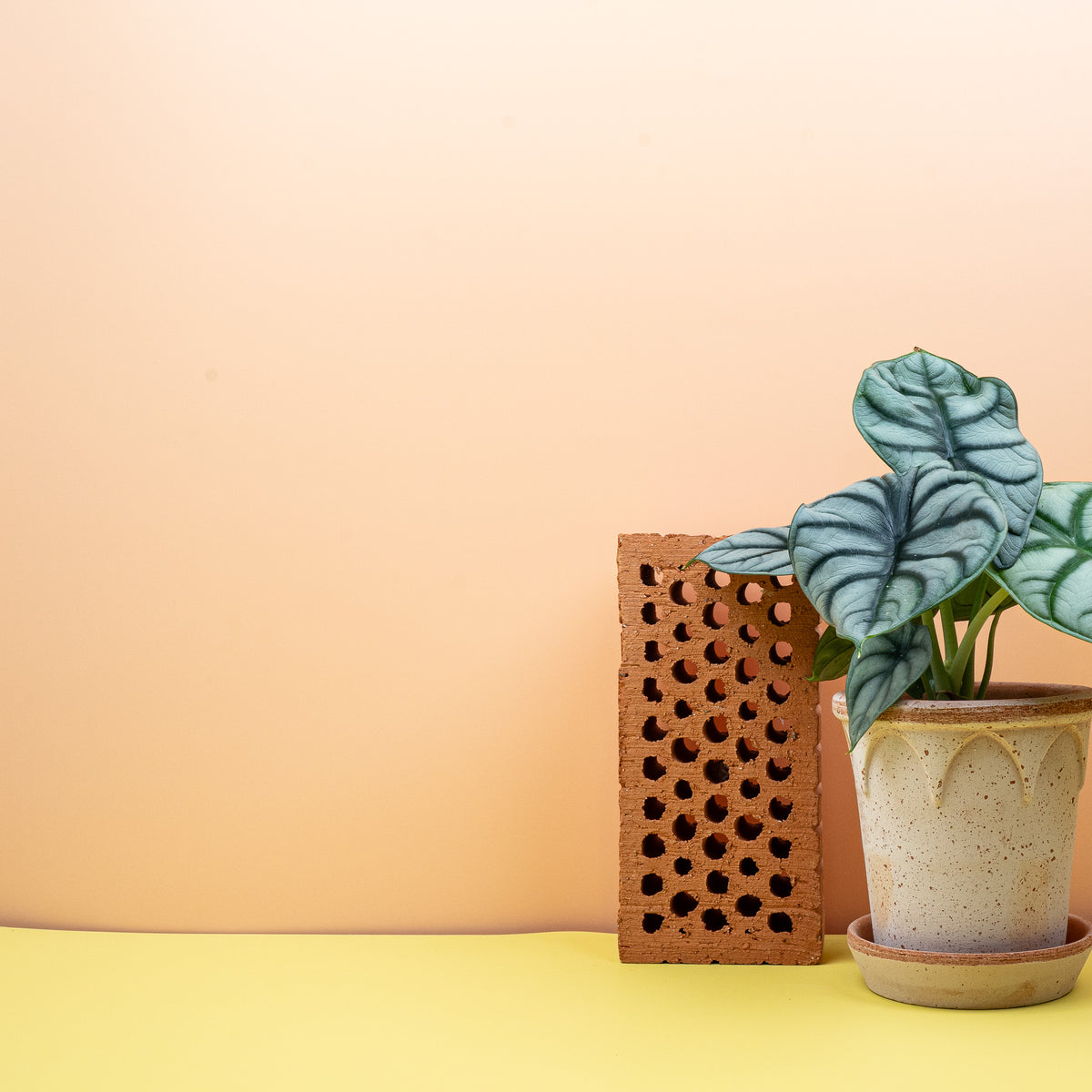 Alocasia Silver Dragon – ovales Blatt mit hellem Rand