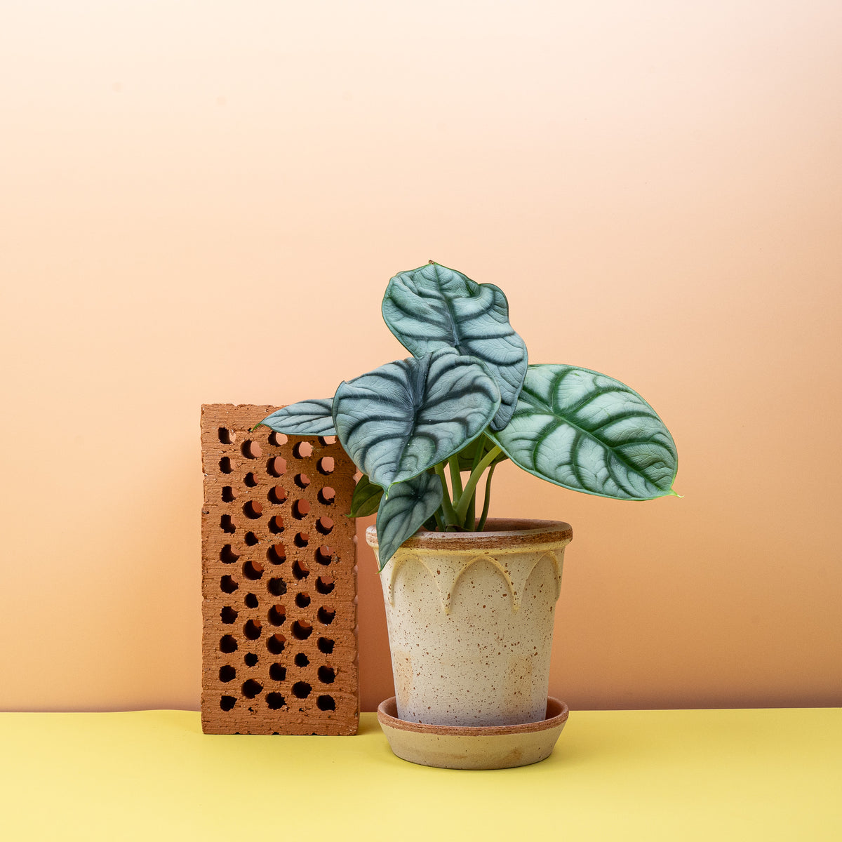 Alocasia Silver Dragon – lederartige Blattoberfläche