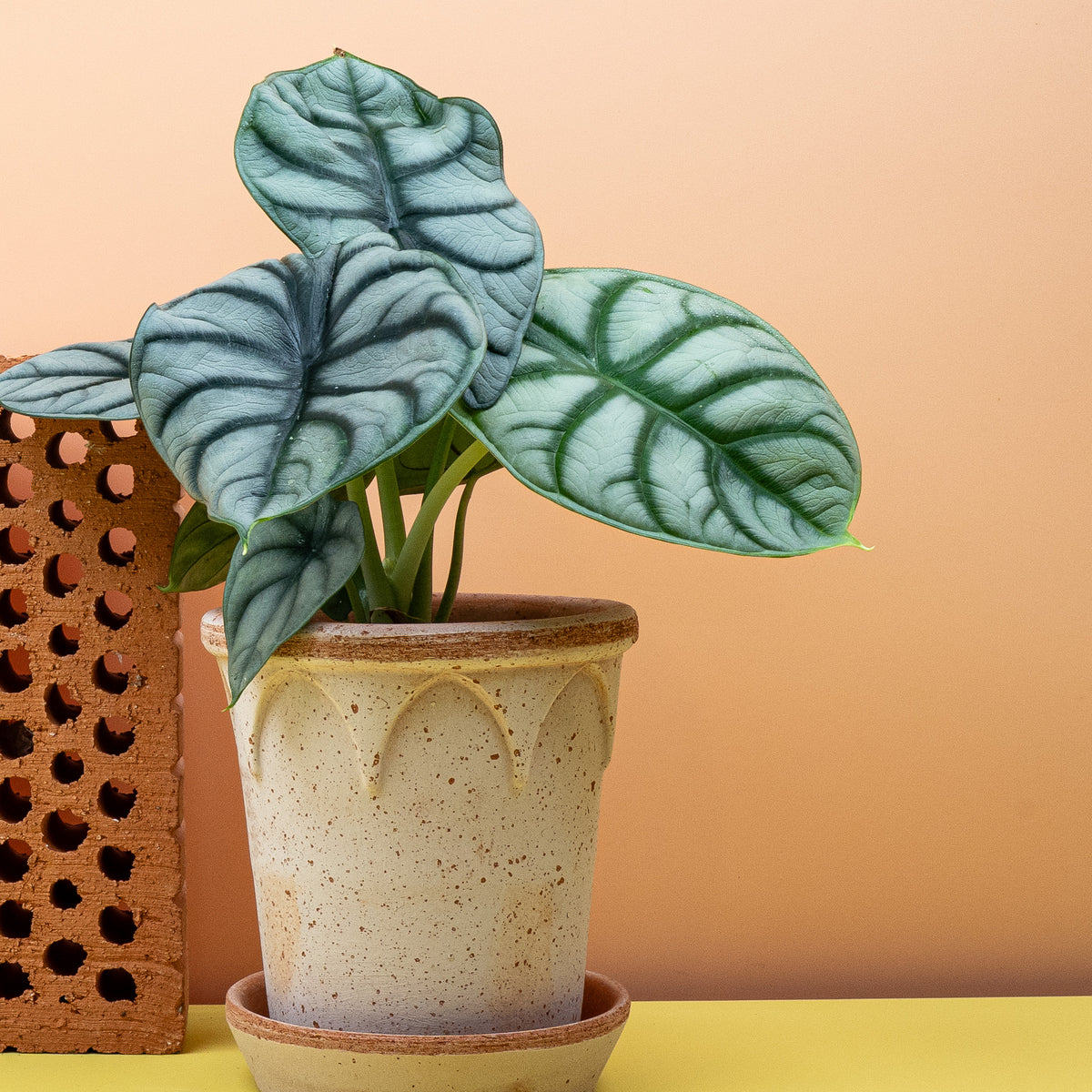 Alocasia Silver Dragon – Blattunterseite und Blattstiel