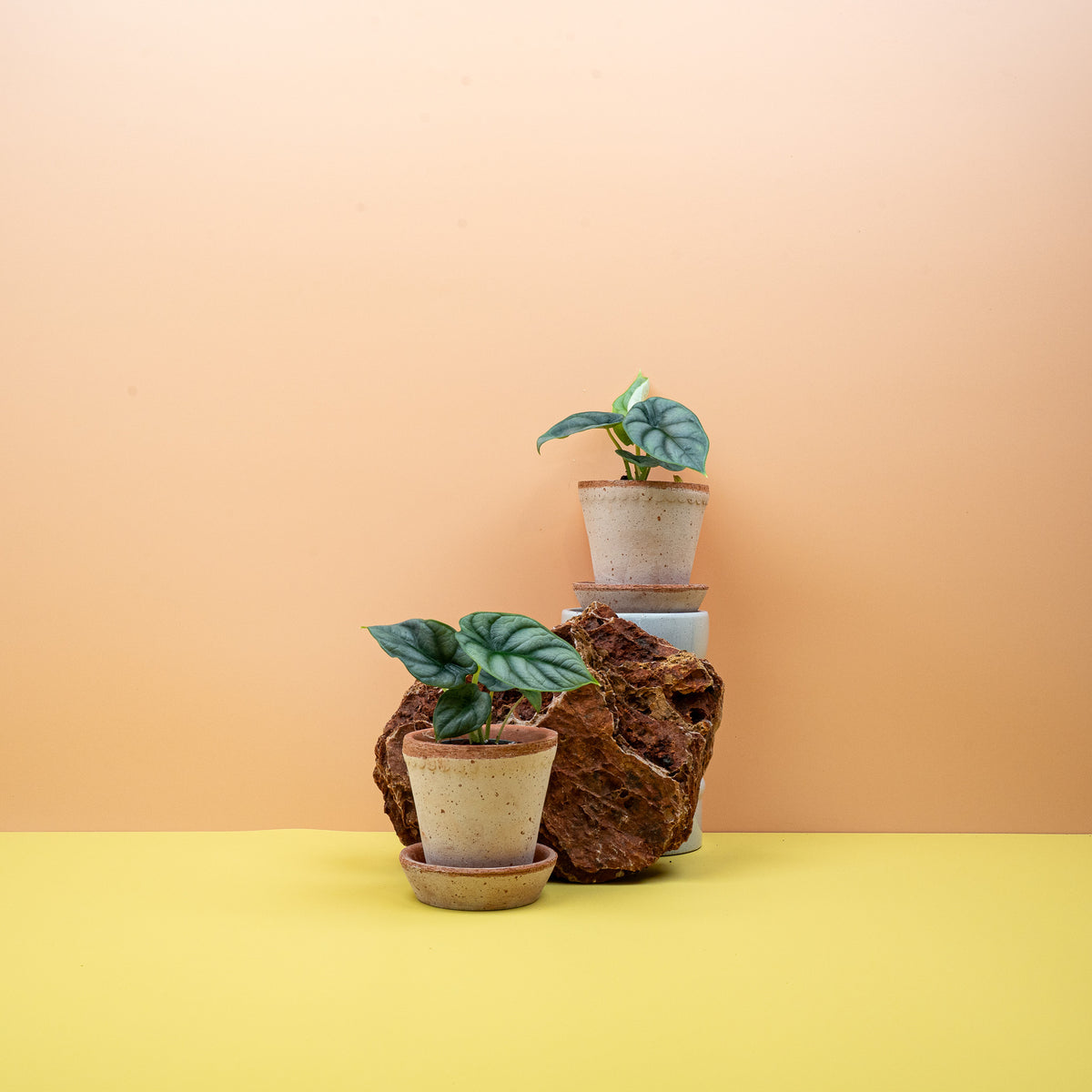 Alocasia Silver Dragon – Ansicht 13