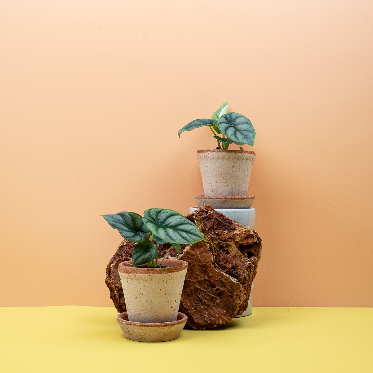 Alocasia Silver Dragon – Ansicht 16