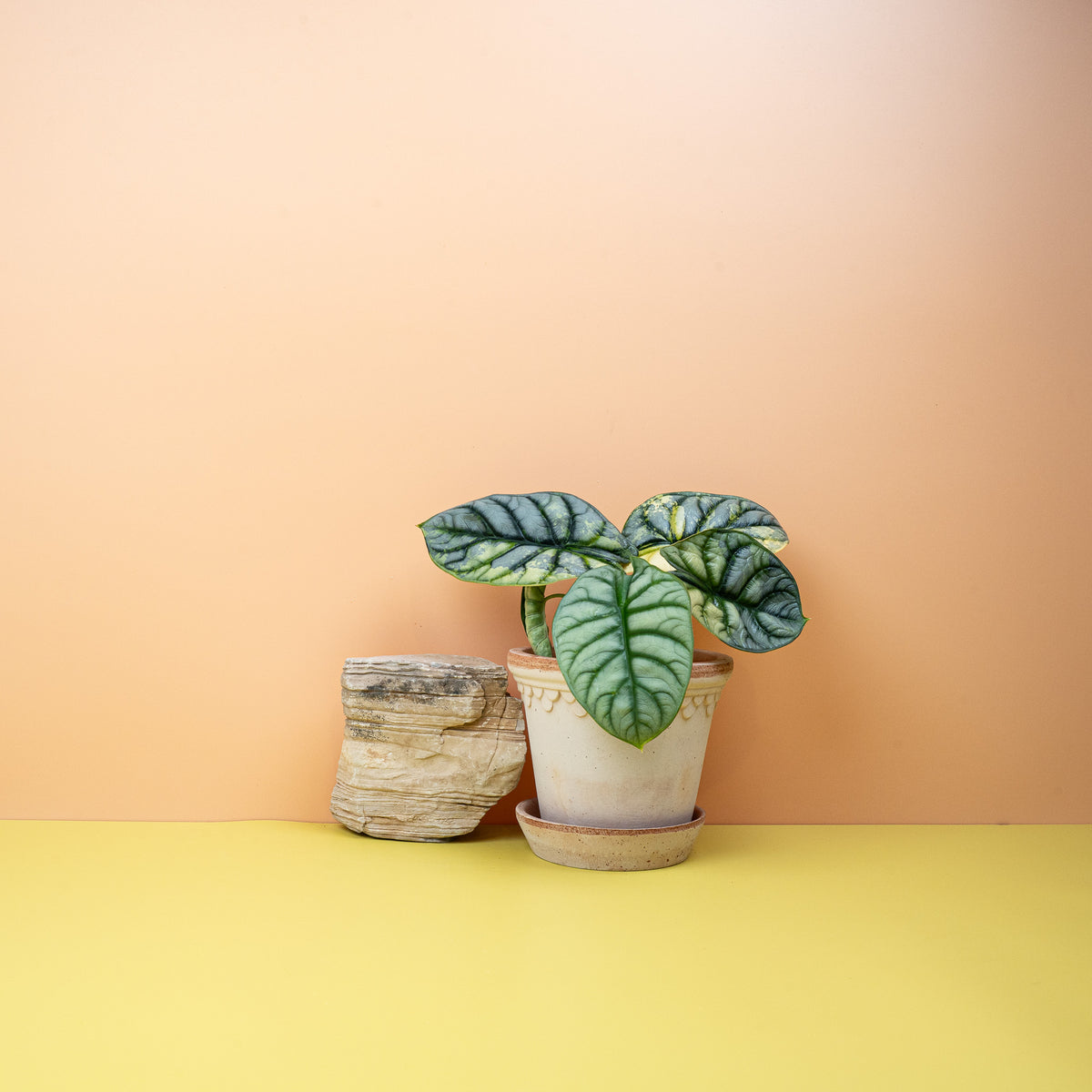 Alocasia Silver Dragon Variegata mit drachenartiger Blattstruktur