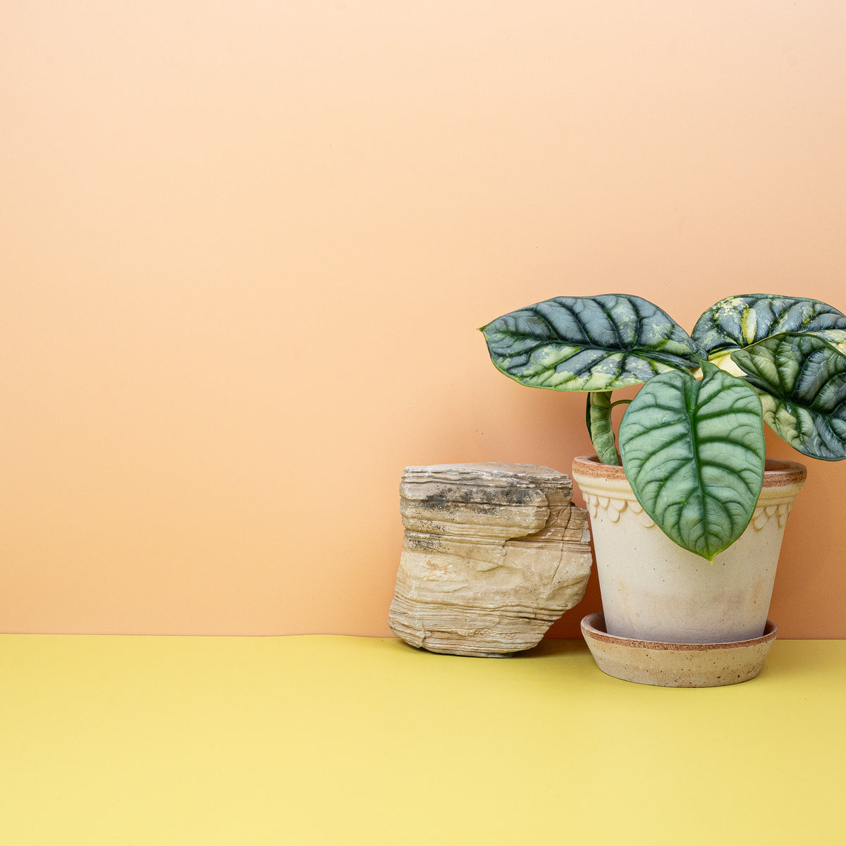 Alocasia Silver Dragon Variegata, mintfarbene Blattbereiche