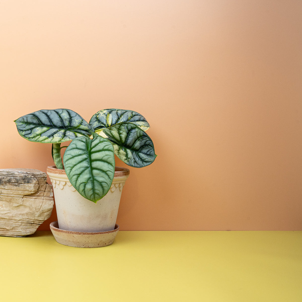 Alocasia Silver Dragon Variegata, Blattdetail in Nahaufnahme