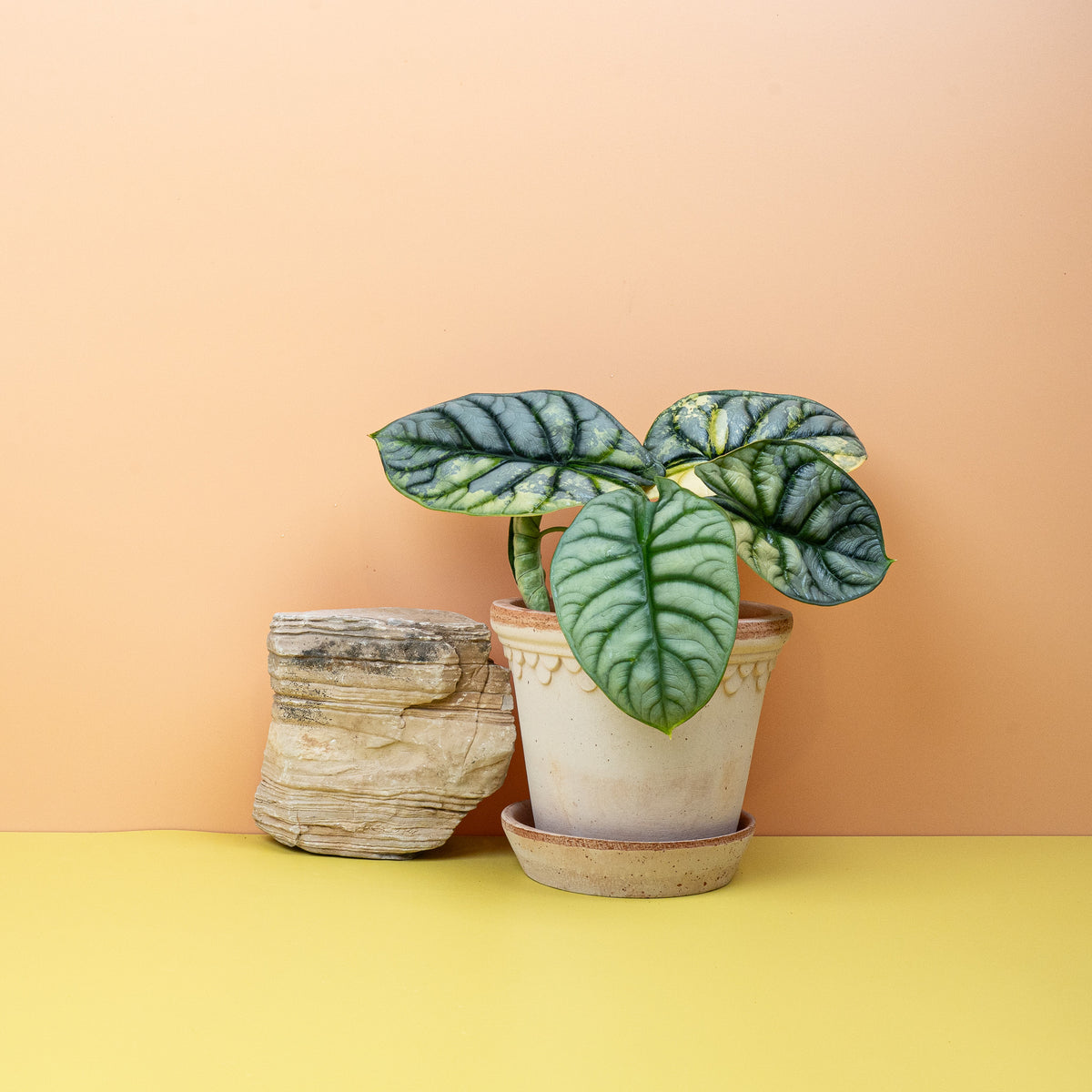Alocasia Silver Dragon Variegata, silbrige Panaschierung – potflourri