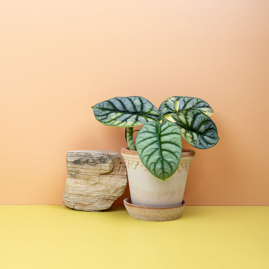 Alocasia Silver Dragon Variegata, silbrige Panaschierung – potflourri