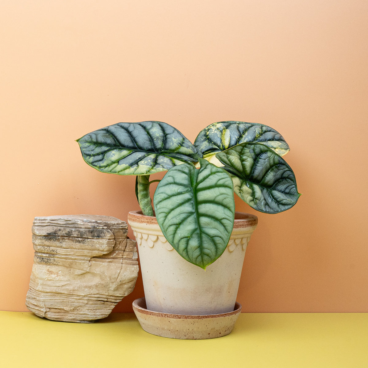 Alocasia Silver Dragon Variegata, Gesamtansicht der Pflanze