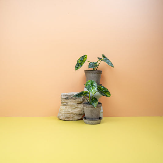 Alocasia Sinuata Variegata mit metallisch schimmernden Blättern – potflourri