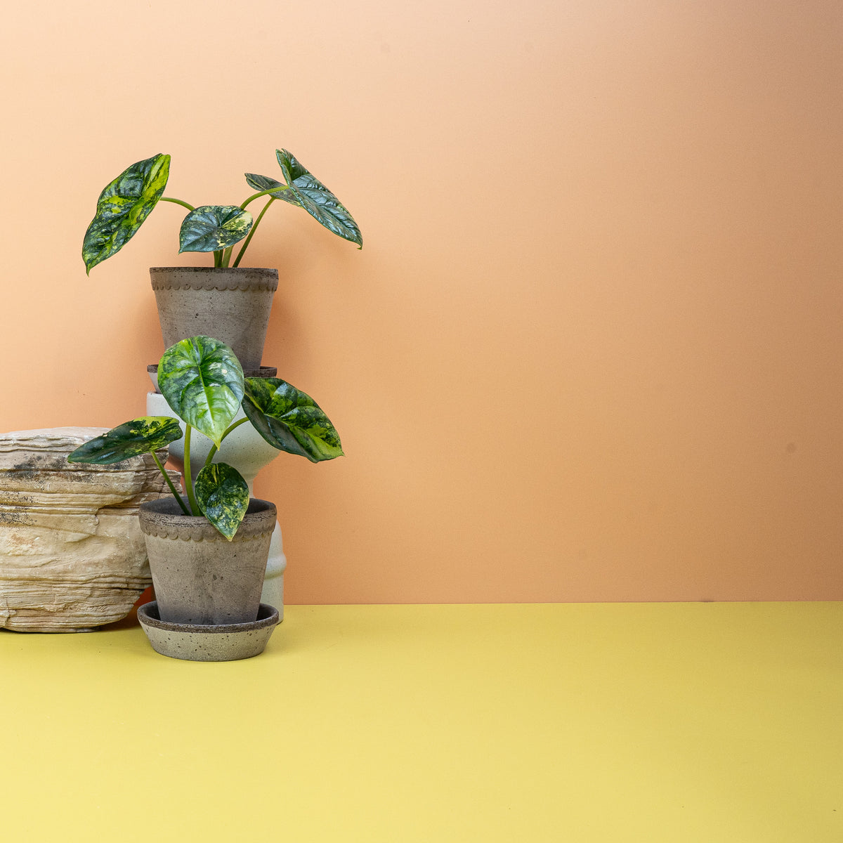 Leicht gewellte, ledrige Blattstruktur der Sinuata Variegata