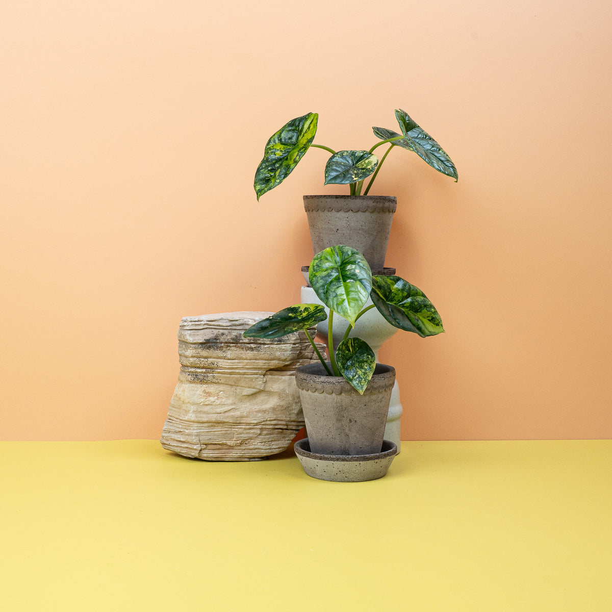 Alocasia Sinuata Variegata mit metallisch schimmernden Blättern – potflourri