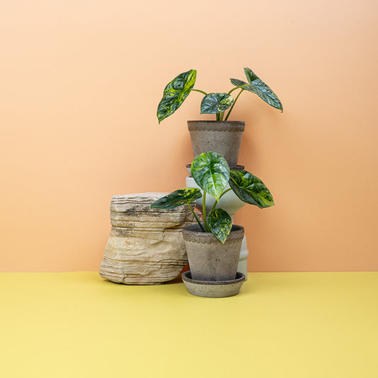 Alocasia Sinuata Variegata mit metallisch schimmernden Blättern – potflourri