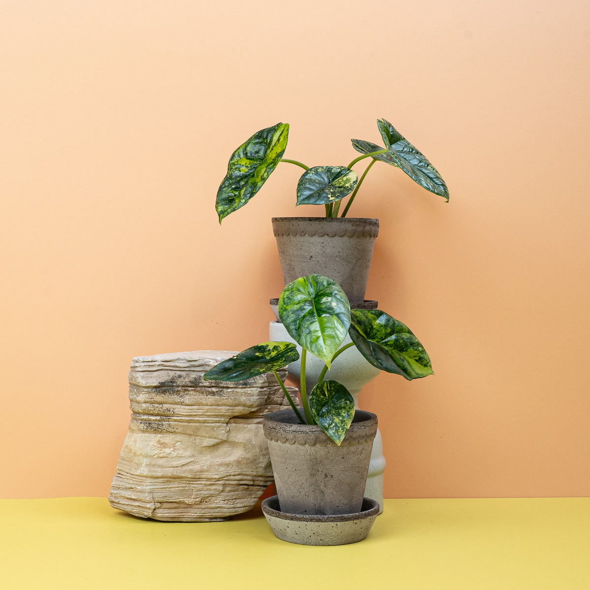 Alocasia Sinuata Variegata als seltene Sammlerpflanze