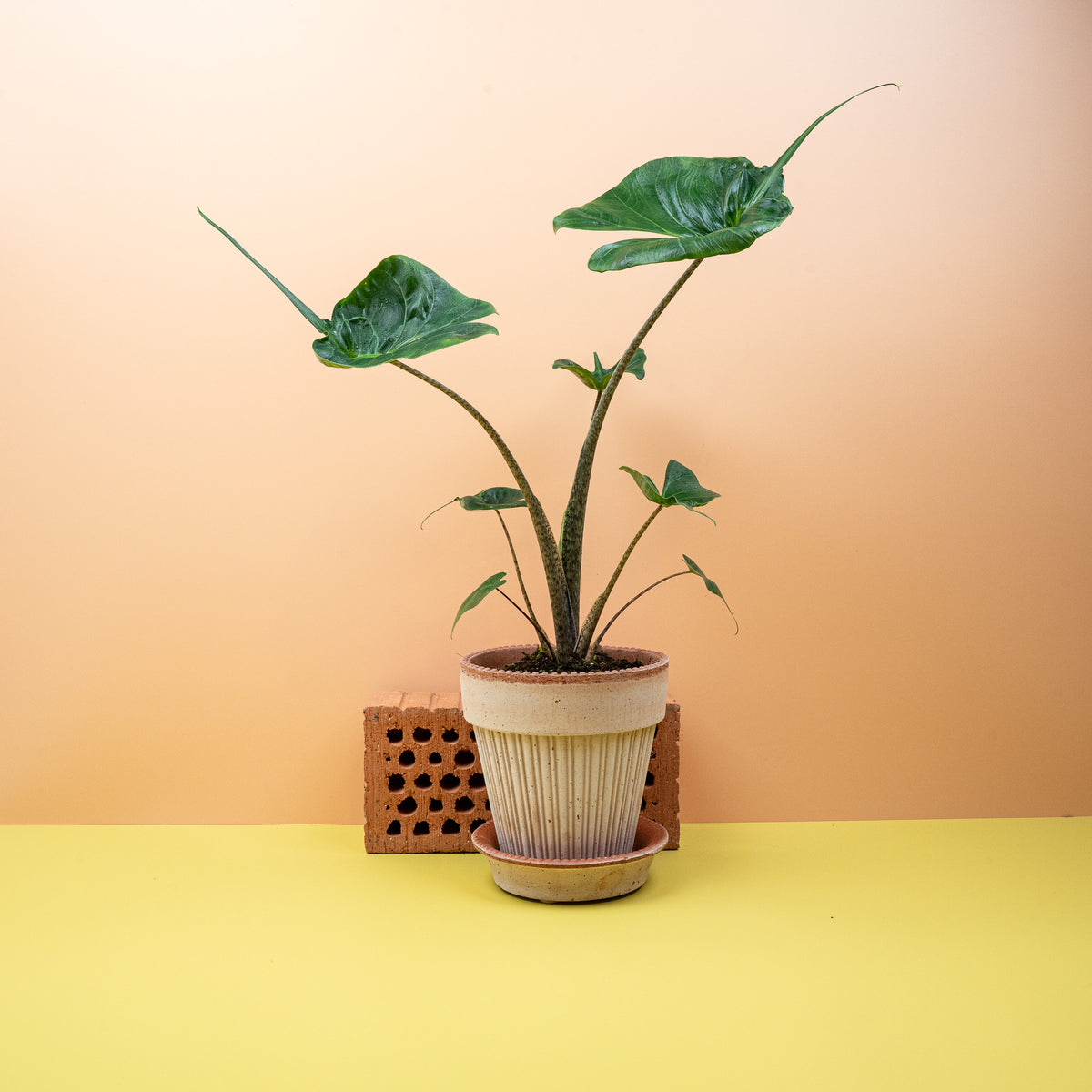 Alocasia Stingray – Zimmerpflanze mit Rochen-Blattform – potflourri