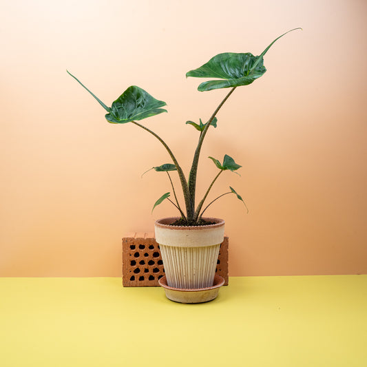 Alocasia Stingray – Zimmerpflanze mit Rochen-Blattform – potflourri