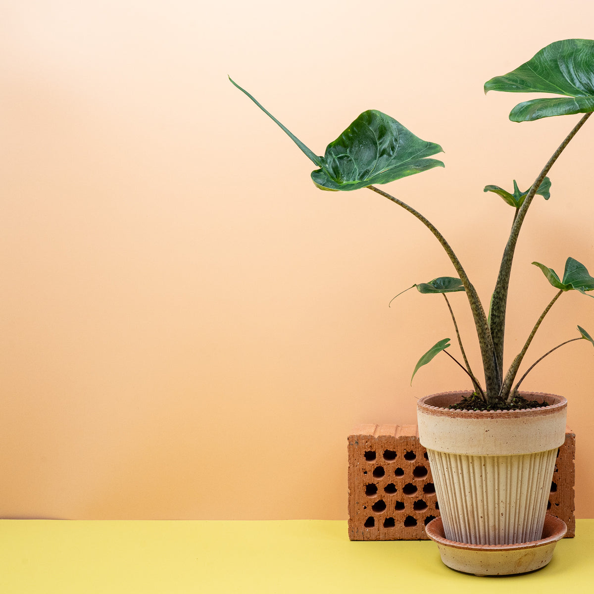 Alocasia Stingray, lange Blattspitzen