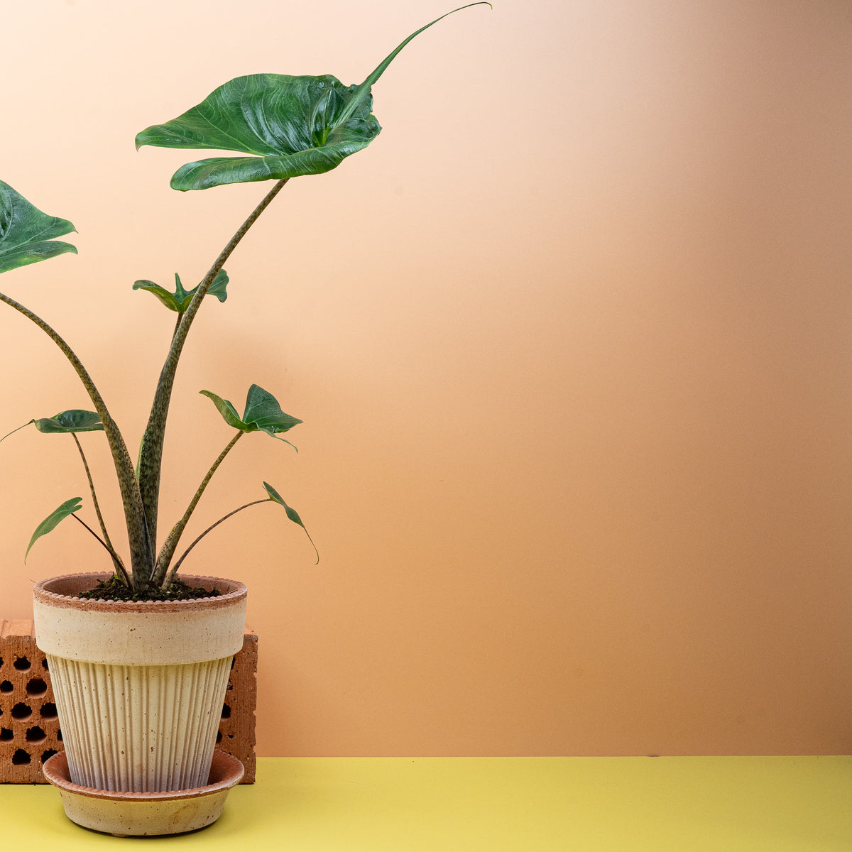 Alocasia Stingray – sattgrüne Blätter