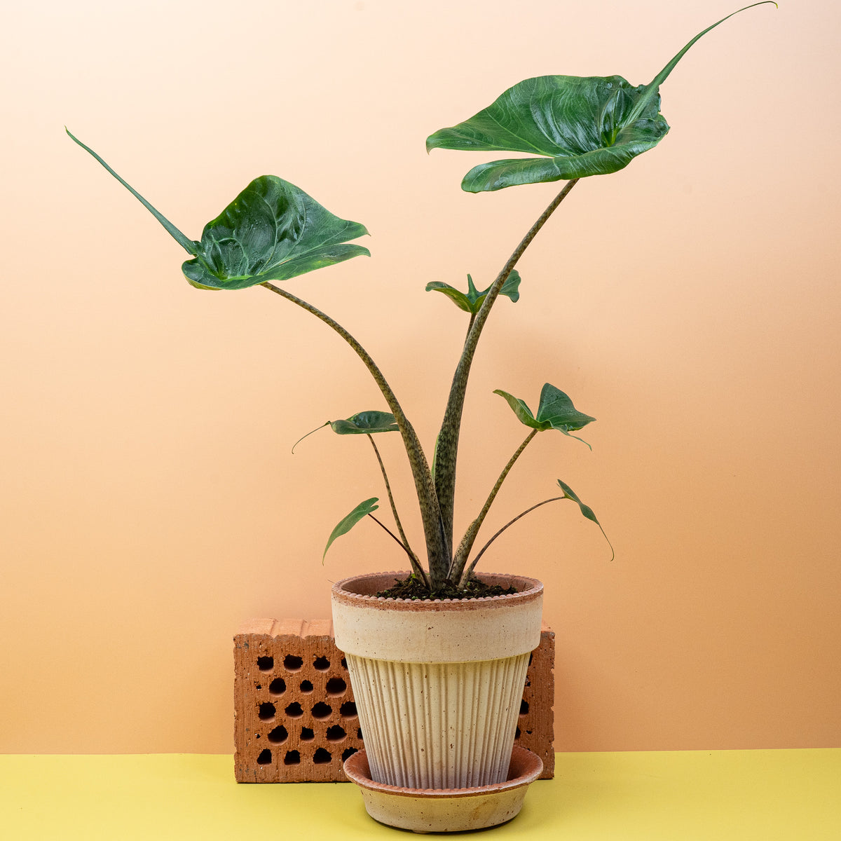 Alocasia Stingray, kräftige Blattstiele