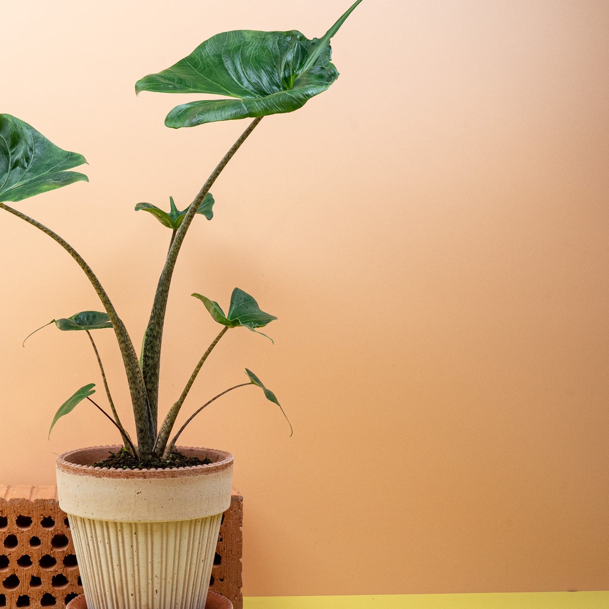 Alocasia Stingray – tropischer Blickfang